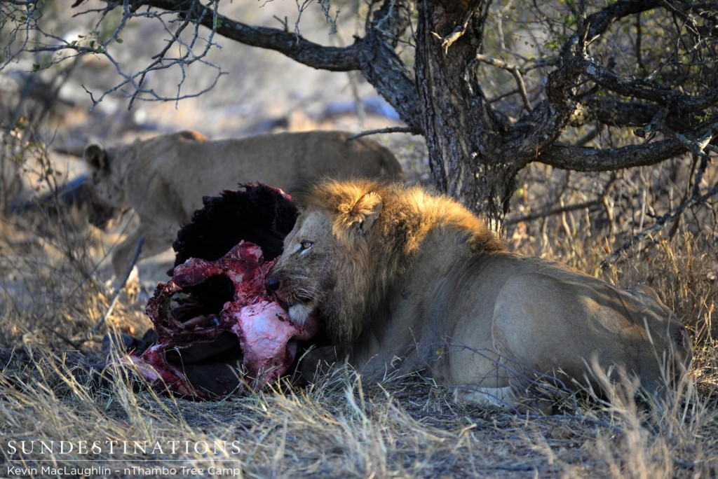 Ross lioness leaving the kill