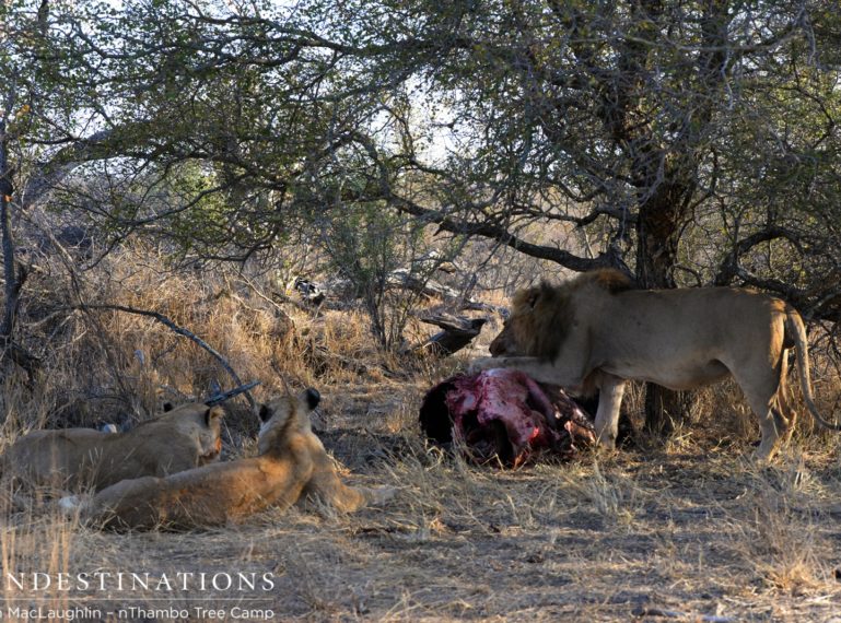 VIDEO: Trilogy male dominates Ross lionesses at buffalo kill