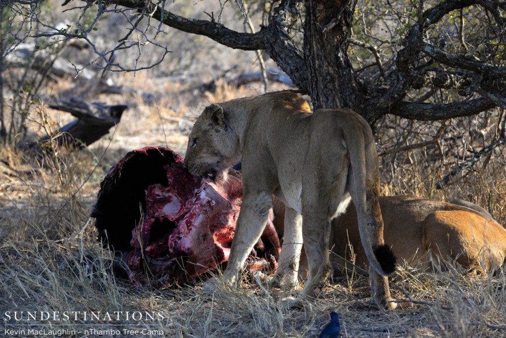 Ross lionesses finally allowed to eat 