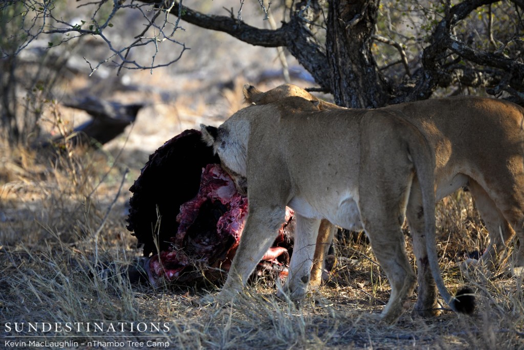 Two Ross lionesses feast on buffalo