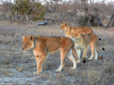 When we were just getting our knickers in a twist about the sensational week of lion sightings we’ve had (ending in the possible new alliance of 3 lionesses on our traverse), we stumbled upon the original Ross Pride! There have been lion tracks causing excitement all over the show, from the 2 big Trilogy males, to the […]