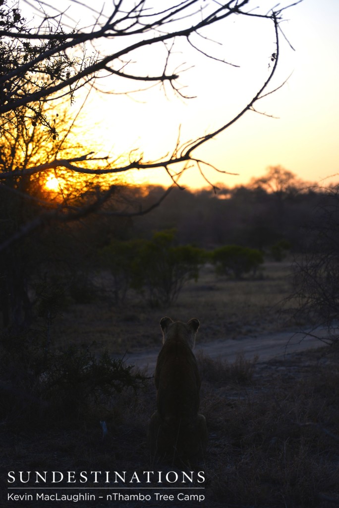 Ross pride lioness stalking buffalo