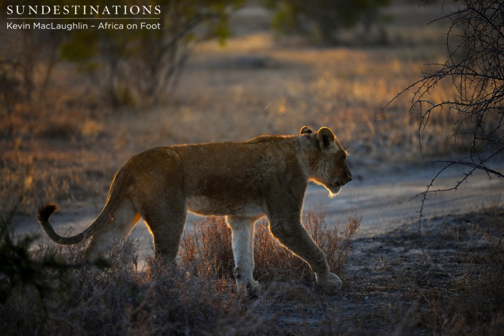 Ross pride young female