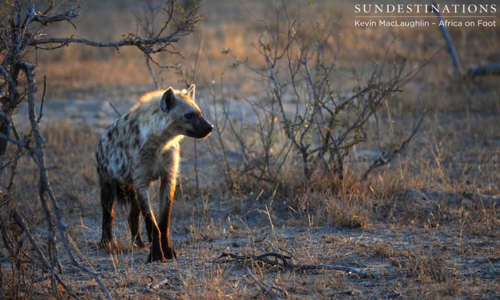 Spotted hyena approaching Ross pride