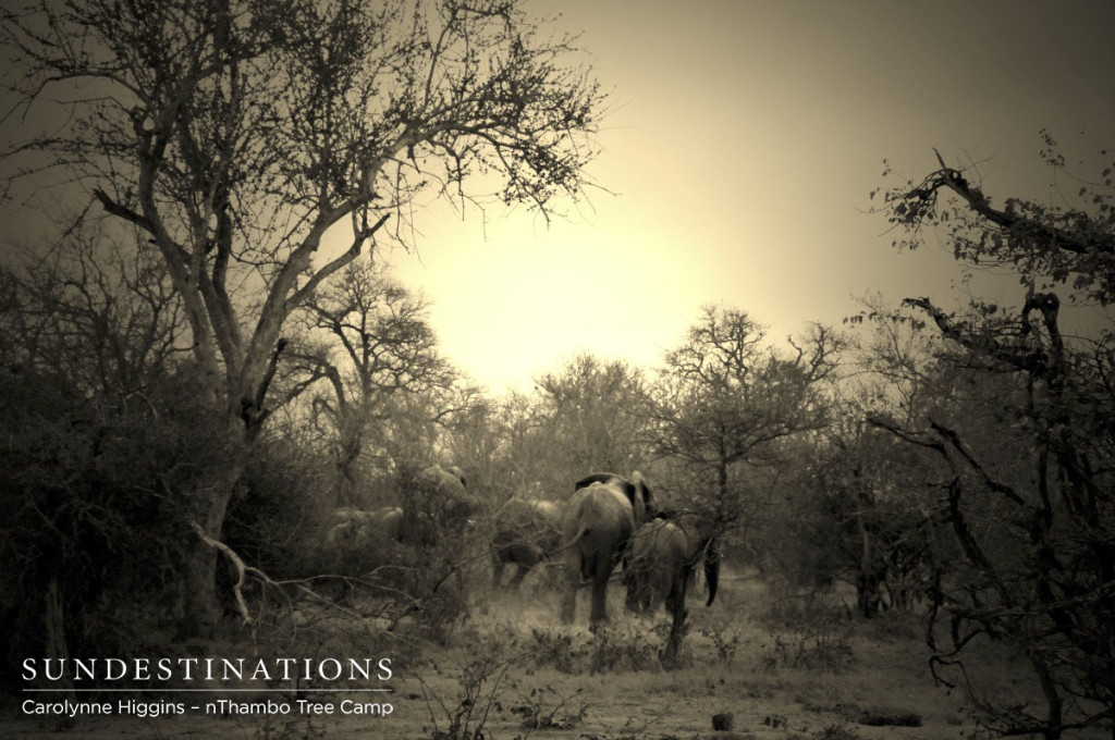 Elephants stampeding into the horizon.