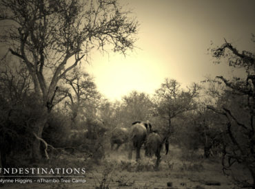 Dust clouds and the disastrous crunching sound of the Mopane trees could be heard this morning when a massive herd of elephants stampeded past the nThambo Tree Camp vehicle. What startled this herd? We suspect it was the presence of the Ross pride breakaway females who were seen on the move the night before. Africa […]