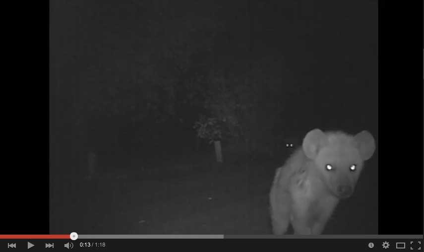 Hyena captured at Africa on Foot using Camera Trap