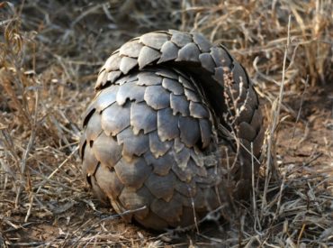 The pangolin is a somewhat shy and solitary nocturnal creature endemic to Asia and Africa. Due to worldwide poaching and the illegal trade of wildlife, the pangolin is now on the endangered species list. These animals are incredibly difficult to spot in the wild because of their neurotic tendency to skirt away when approached. Their […]