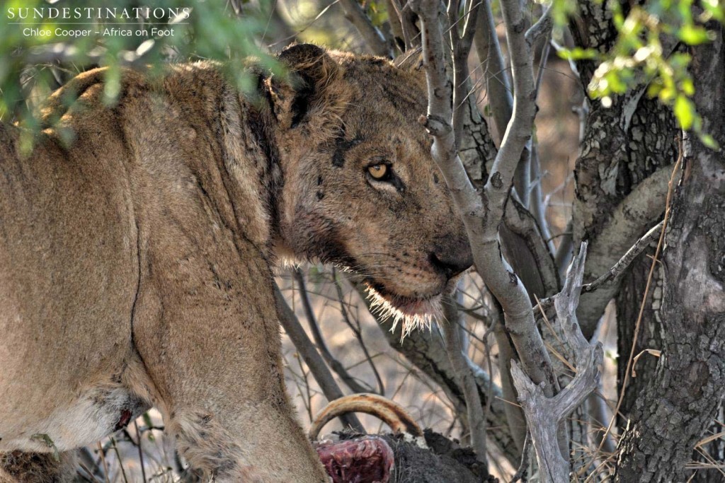 New lioness with breakaway Ross lionesses