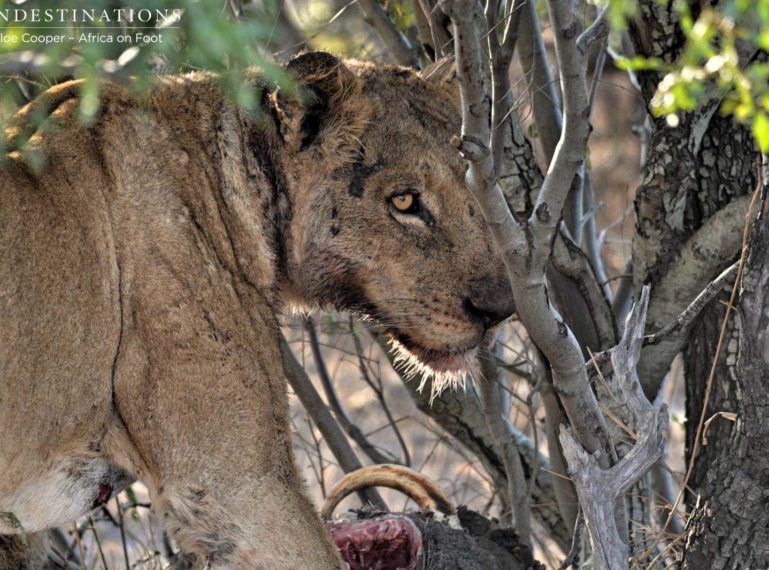 Lionesses chow down on World Lion Day
