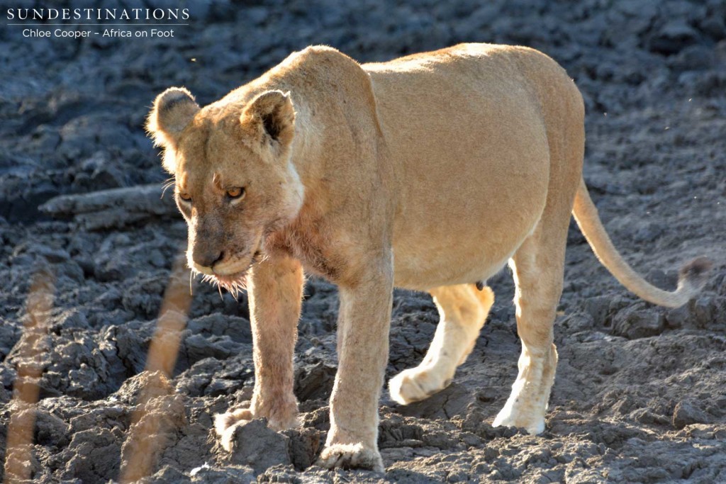 Pregnant Ross breakaway lioness