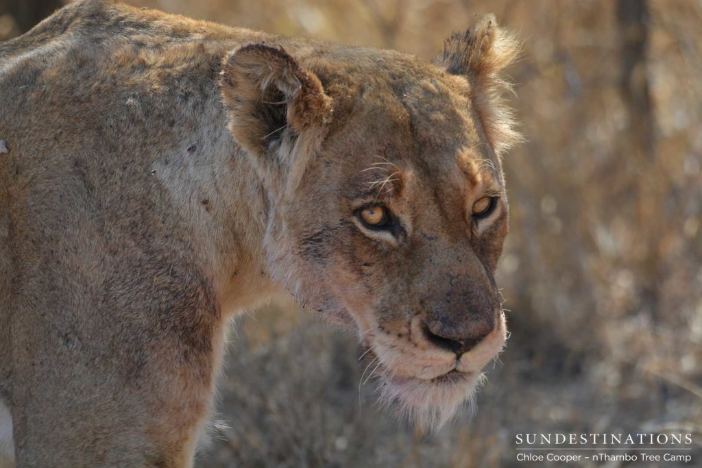 Ross female close up