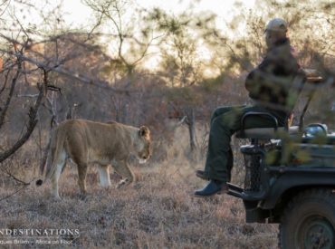 It’s the end of another week in the bush and we’ve skimmed the cream off the top of 4 safari camps that have outdone themselves with sightings this week. The Greater Kruger lion activity is out of this world, and we can’t wait to watch new alliances develop and unfold, plus, we’re expecting the arrival […]