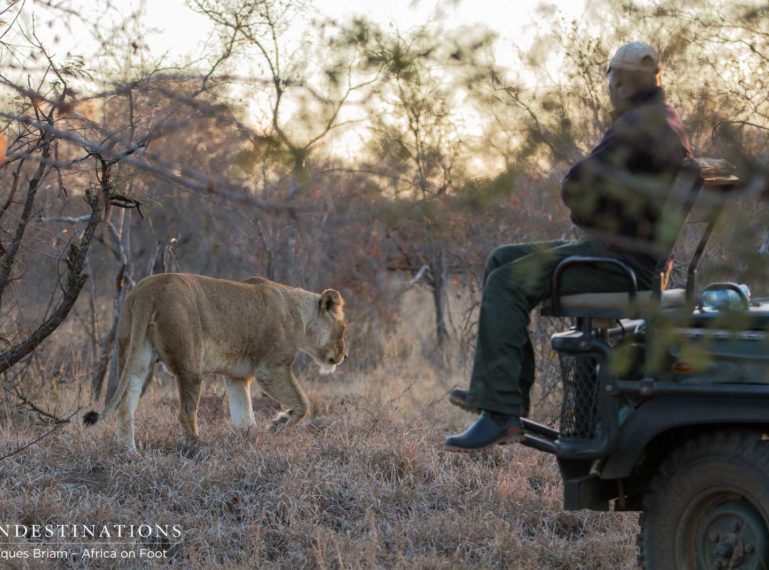 Week in Pictures: Big Cat Crazy