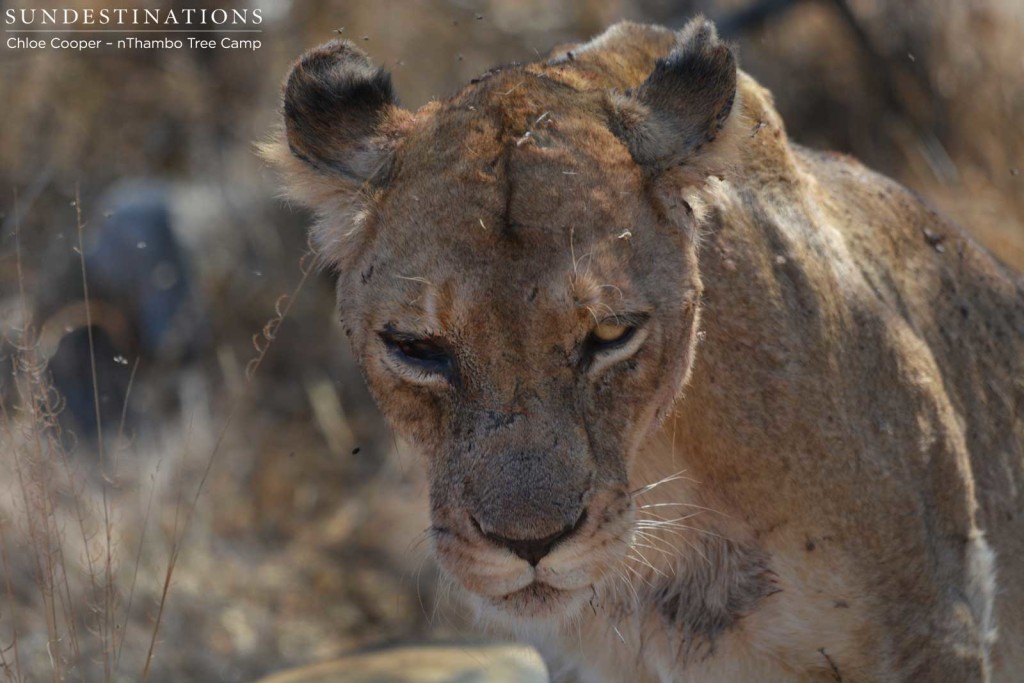 Ross female with an eye injury