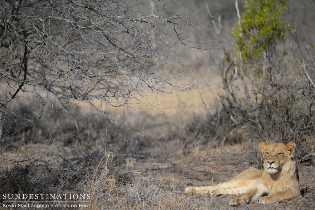 Sub-adult male Ross Pride