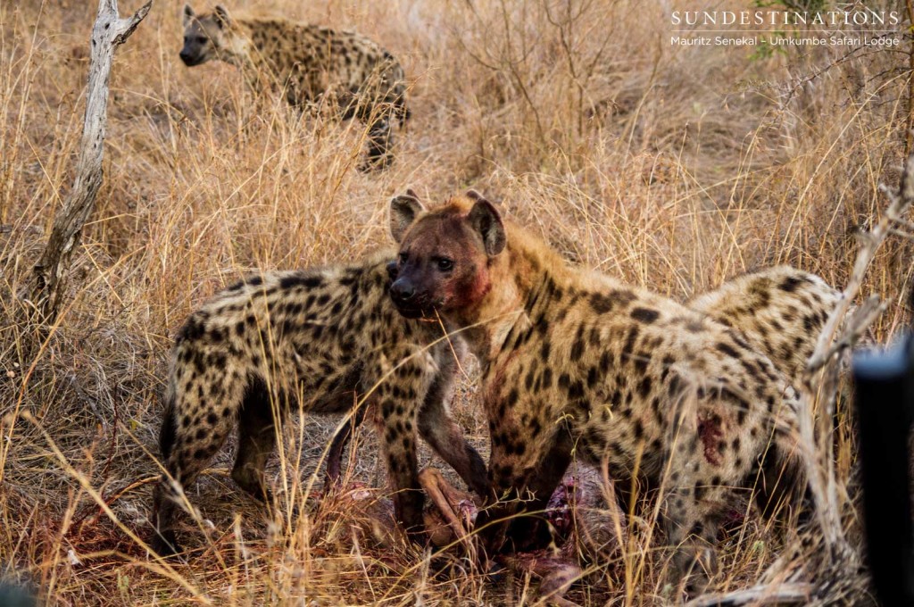 Spotted hyena clan on impala kill