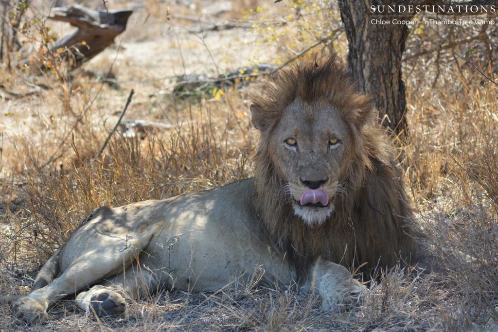 Trilogy male at buffalo kill site