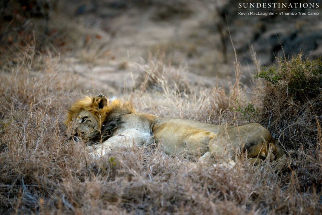 Trilogy male resting