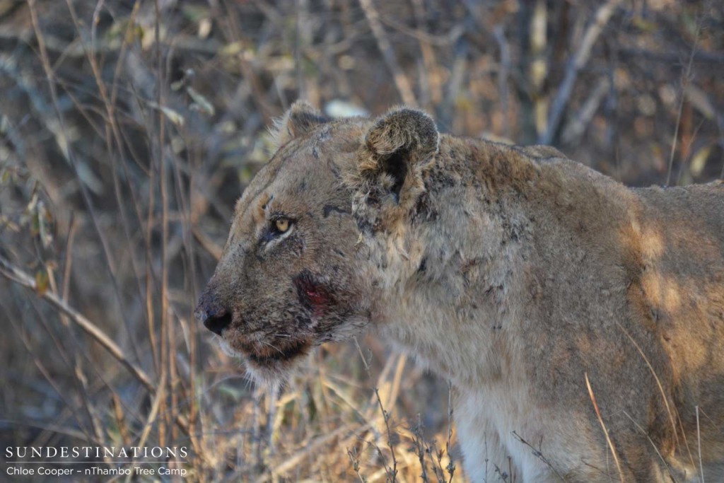 Unknown lioness