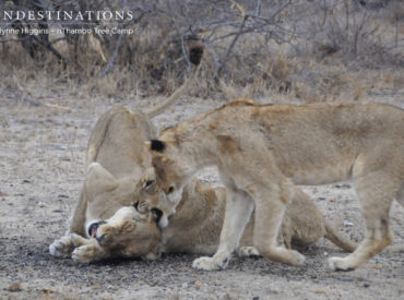 Big cat predators, weary old dagga bulls and carefree jumbos have been in the spotlight this week. Our graceful cat, the leopard, remains unfazed and elusive, presenting us with only a vague cameo appearance. Three out of the big five have been fighting for the limelight – lions, buffalo and elephant sightings have been in […]