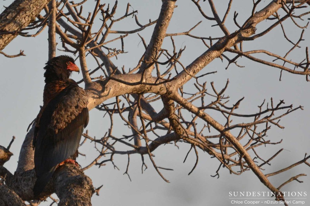 Bateleur eagle