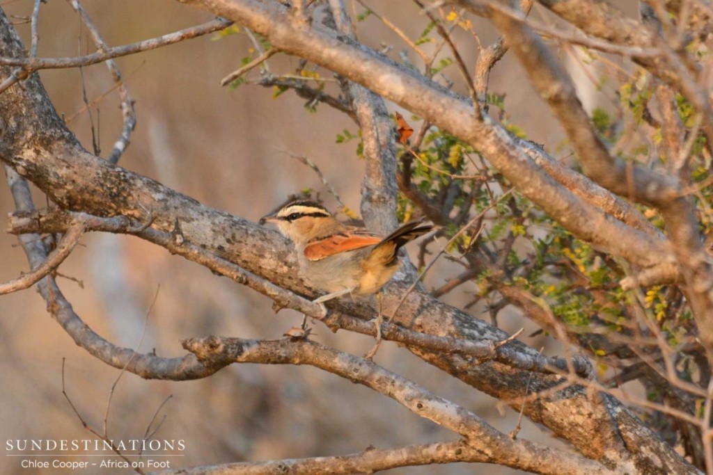 Brown-crowned tchagra in the sunlight.