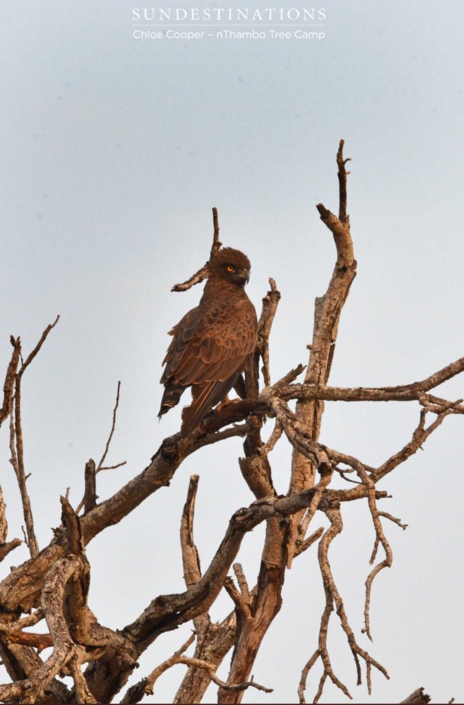 Brown Snake Eagle