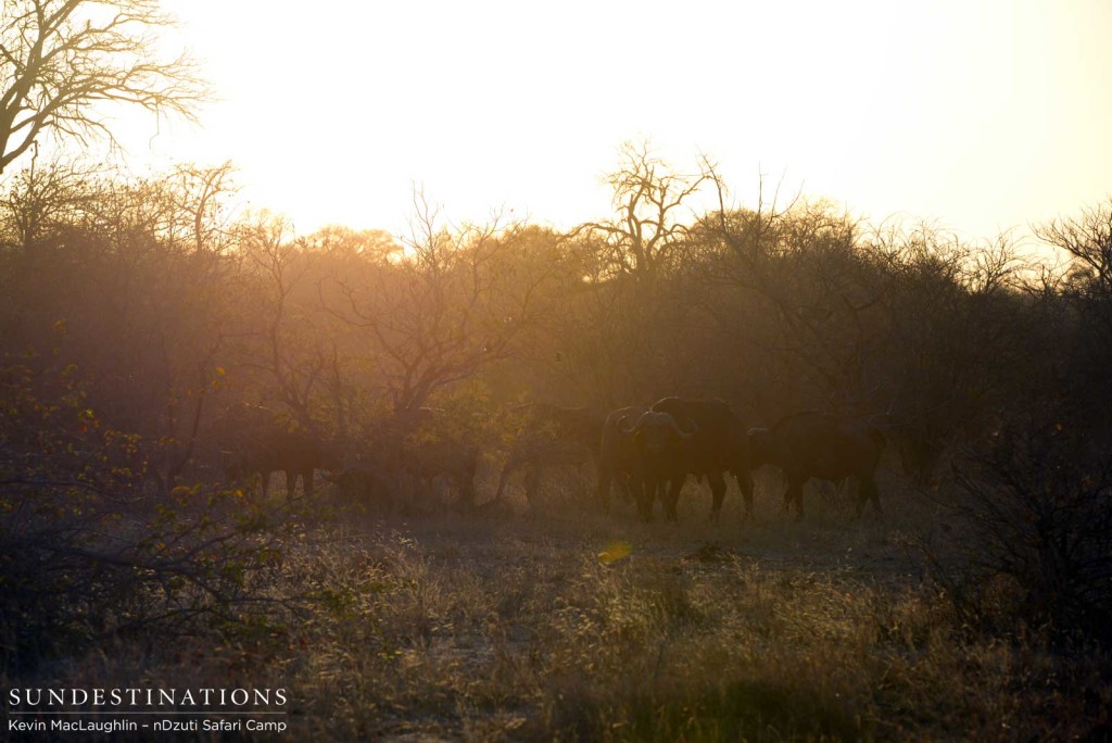 Buffalo in the morning haze