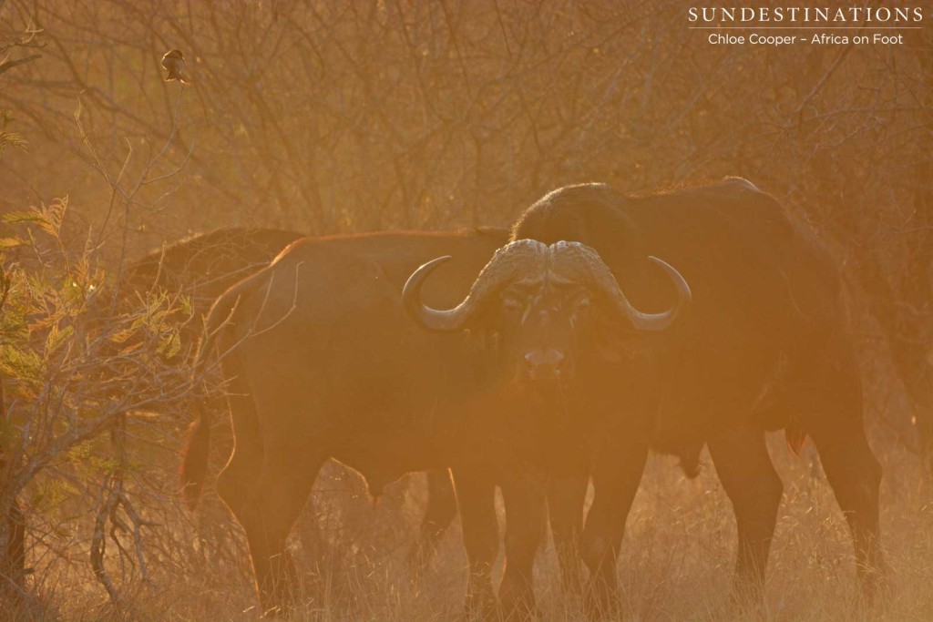 Buffalo at dawn