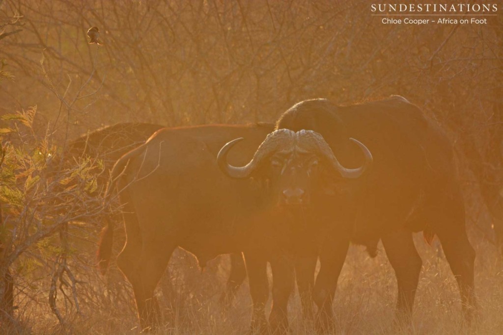 Buffalo boys in the sunset