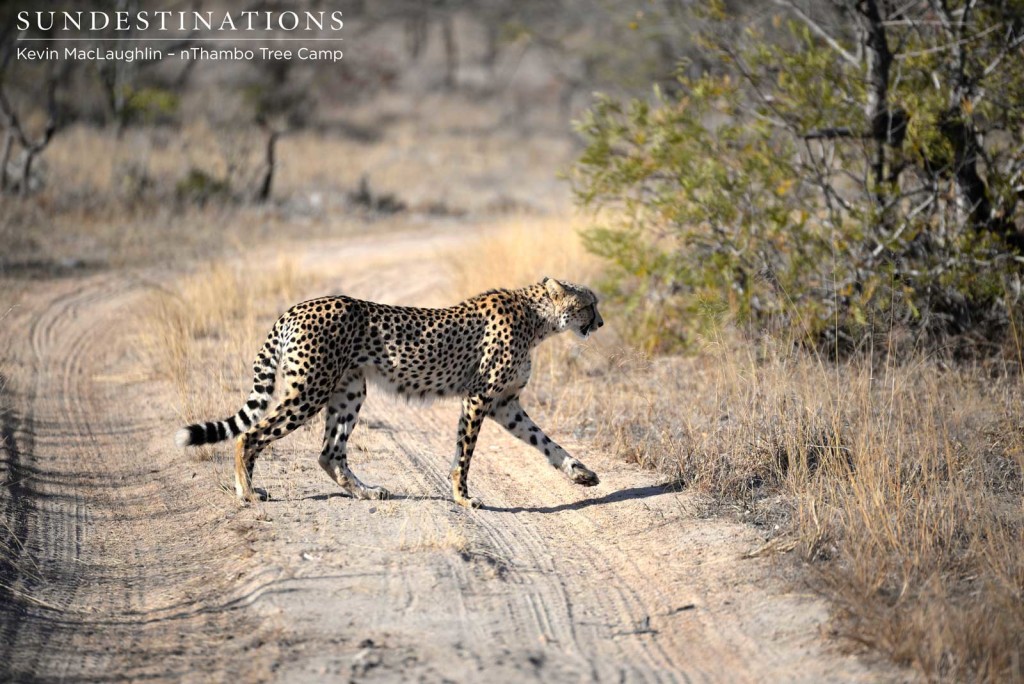 Solo male cheetah