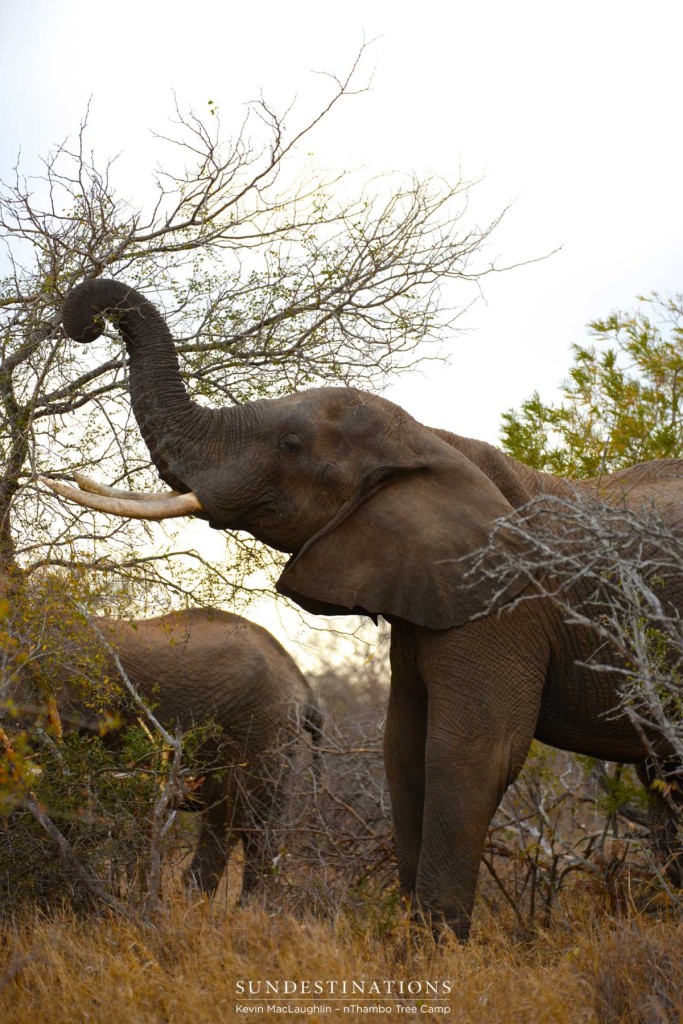 nThambo Elephants