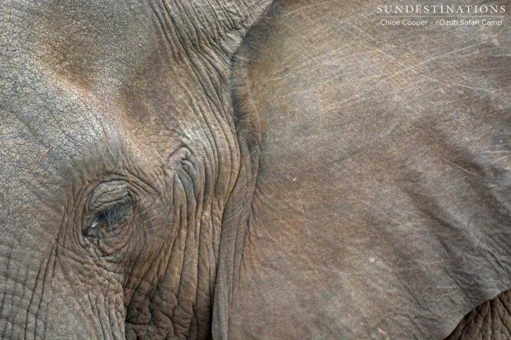 The eye of an elephant up close.