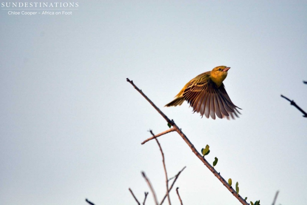 Lesser Masked Weaver