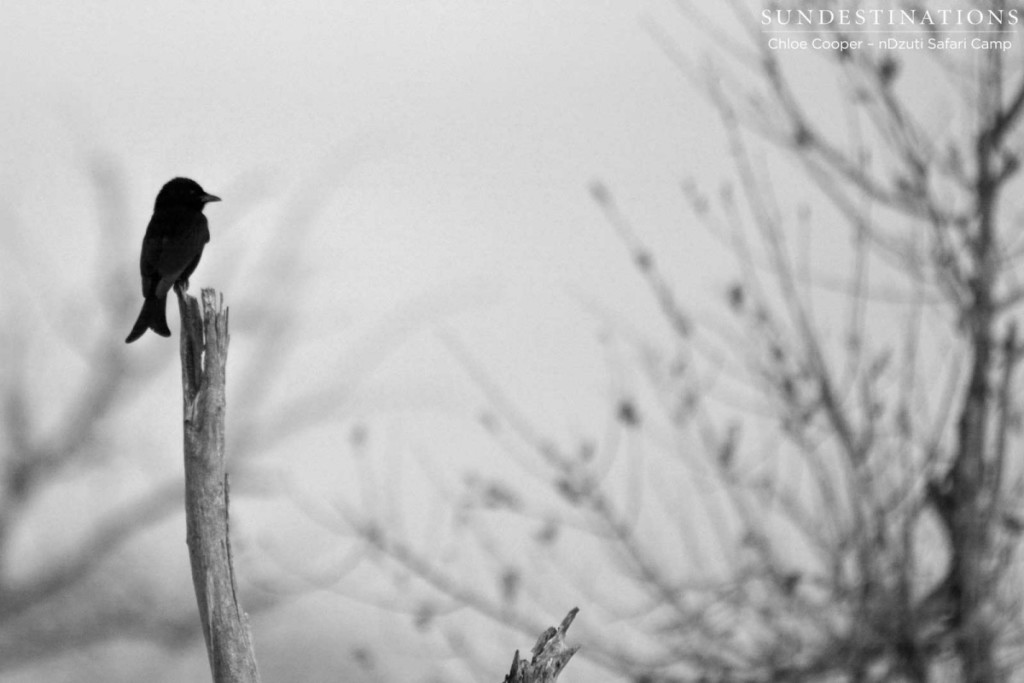 A fork tailed drongo spotted at nDzuti Safari Camp.