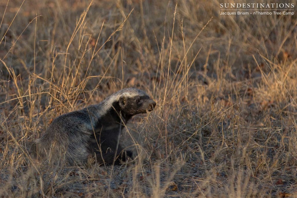 Honey badger