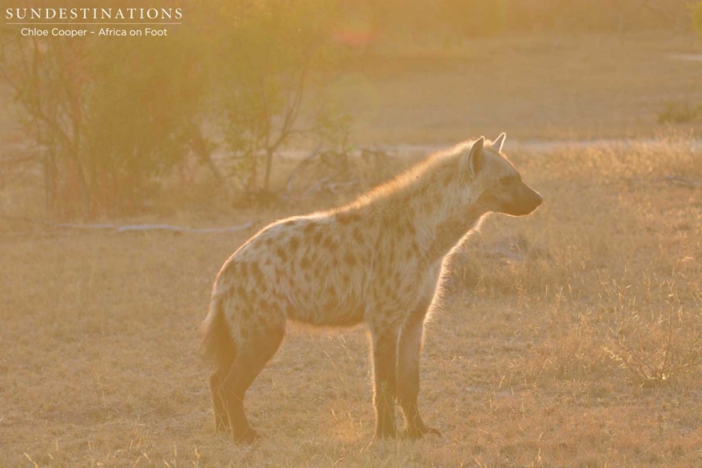 Hyena Sunrise