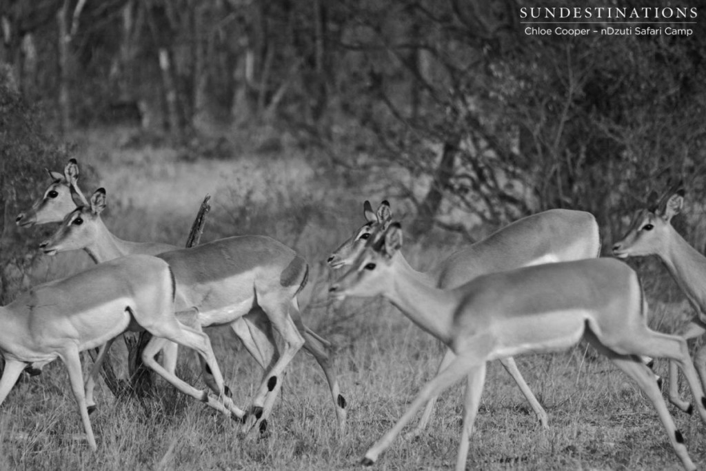 A herd of impala on the move.