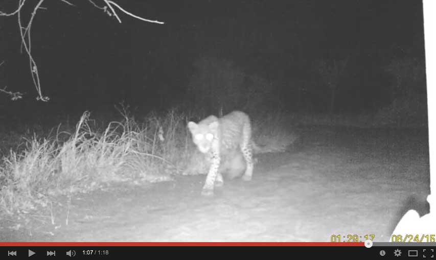 Leopard passing through Africa on Foot at night