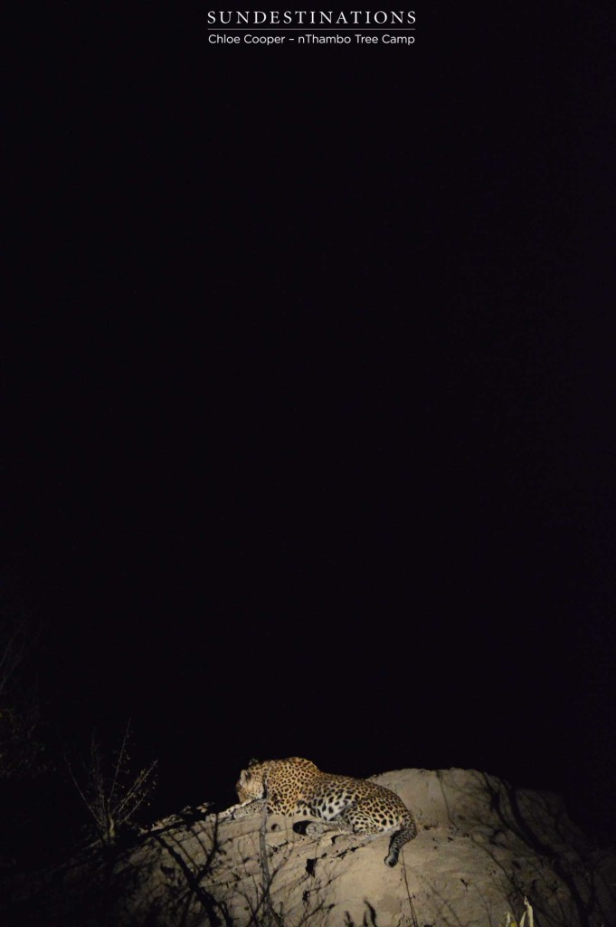 Leopard under the night sky
