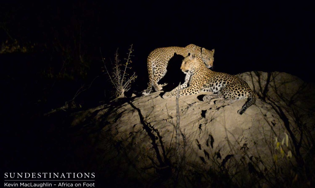 Cub comes to join its mother