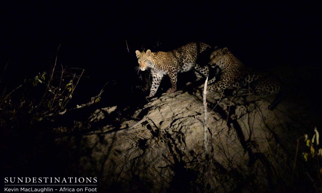 Leopard cub on the move