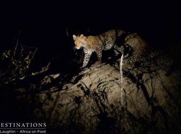 It was one of those nights in the Klaserie when all of a sudden the radio announces something you’ve been hoping for. After locating, losing, and relocating a female leopard in a drainage line area, teams at Africa on Foot and nThambo Tree Camp were beginning to lose hope, until Matt’s excited yet controlled voice issued […]