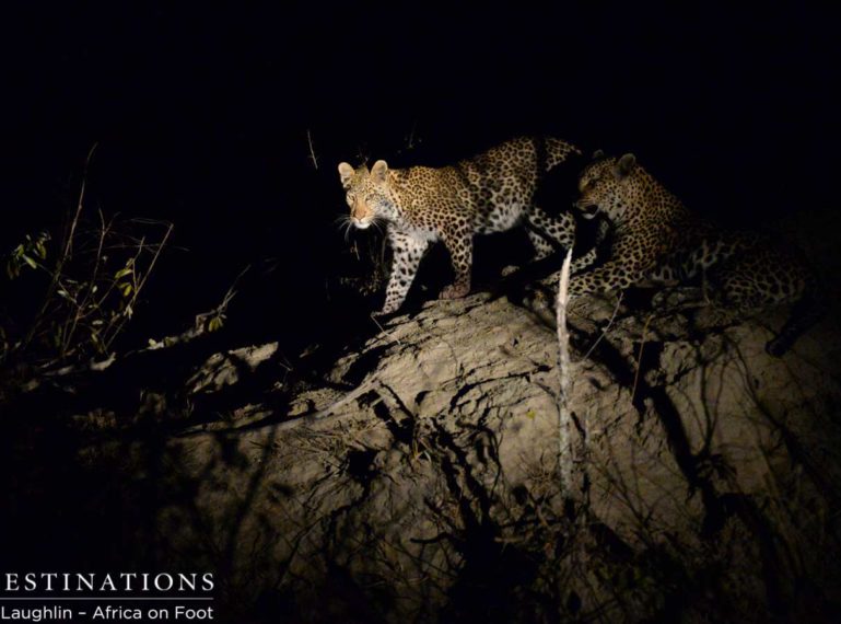 Leopard and Her Cub in Klaserie