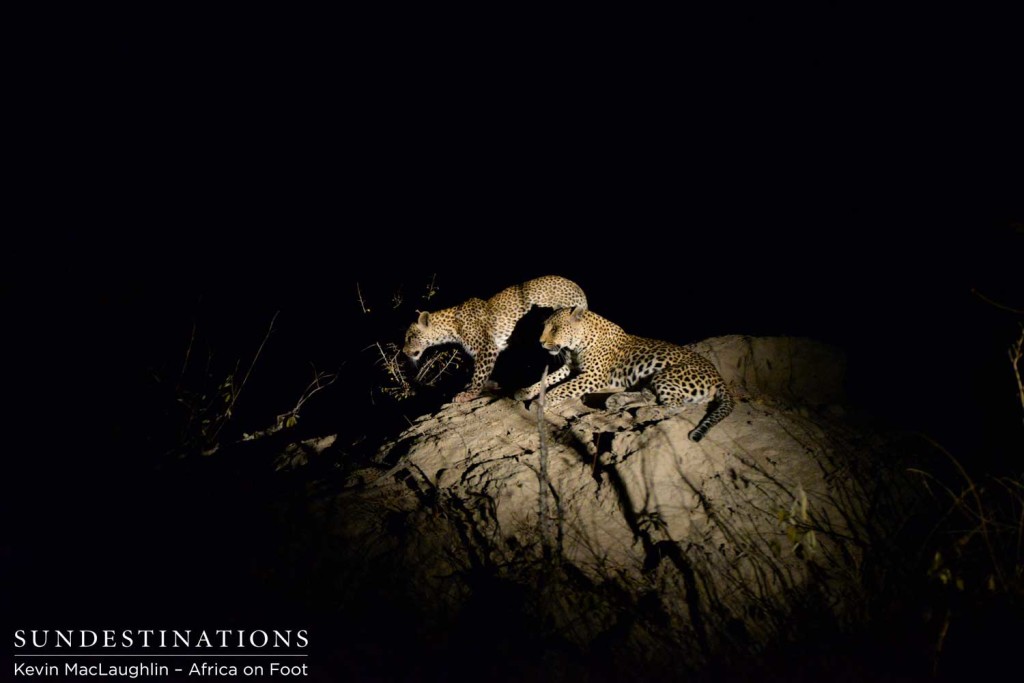 Cub moving off the termite mound