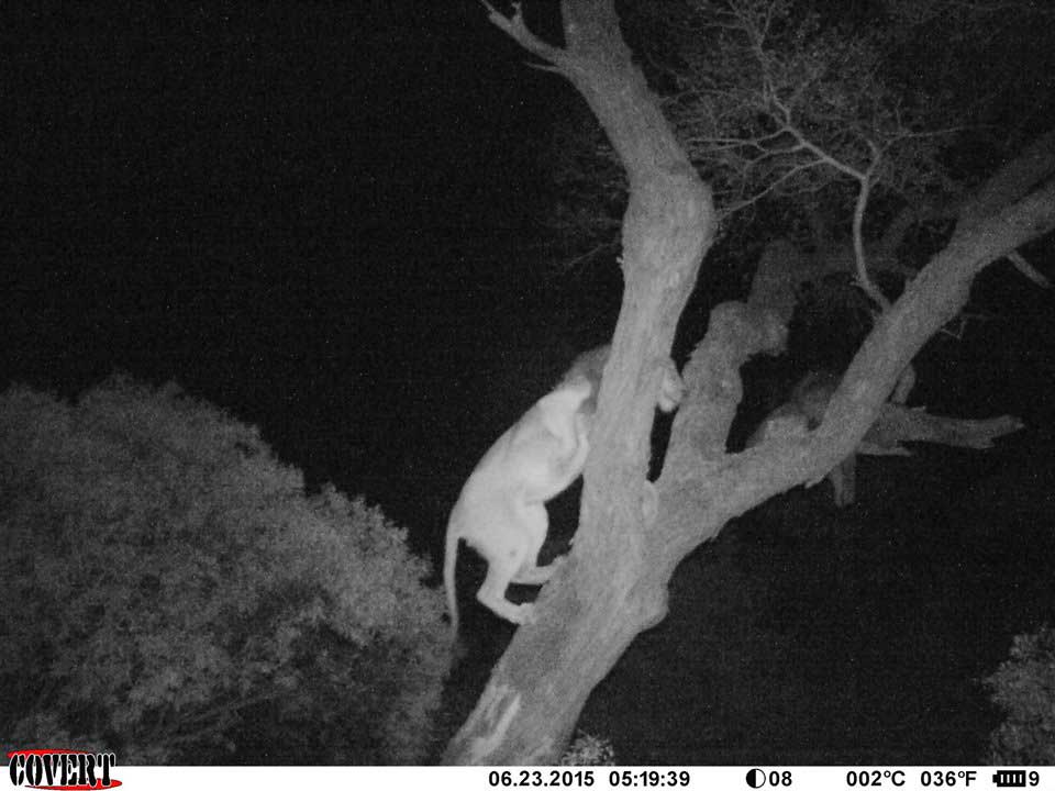 Trilogy lion climbing a tree