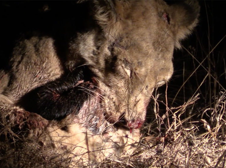 VIDEO: Ross lioness kills honey badger