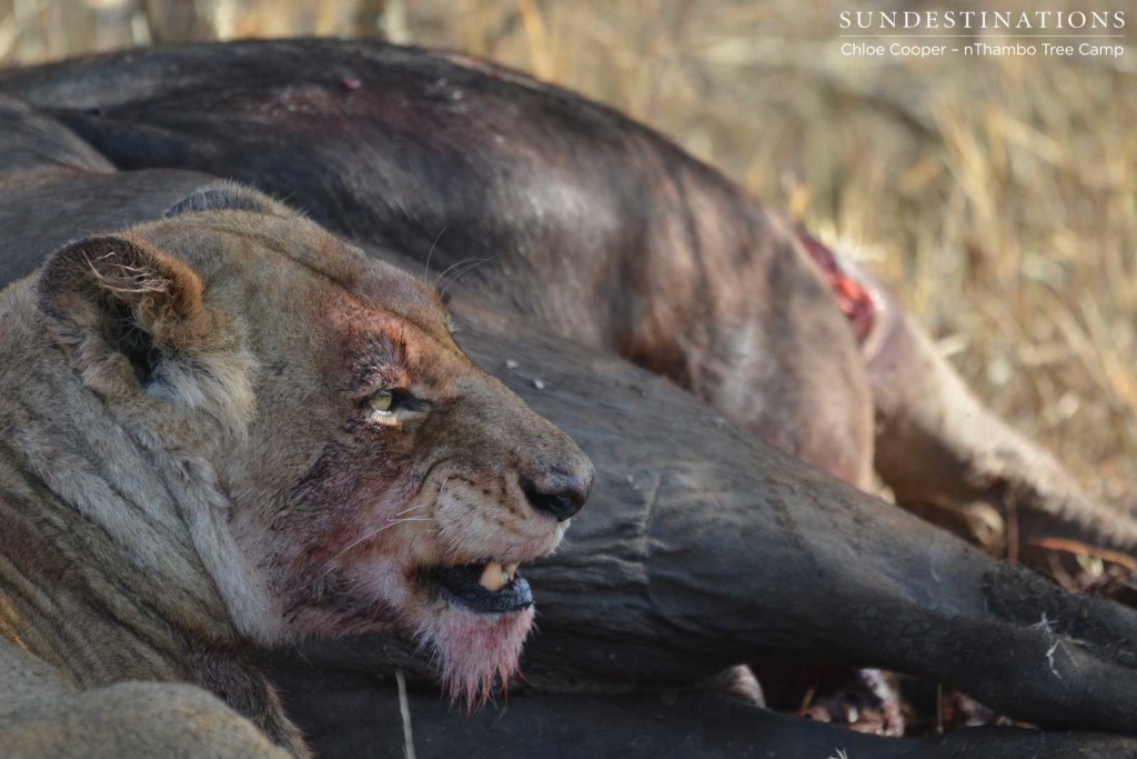 Feeding and snarling