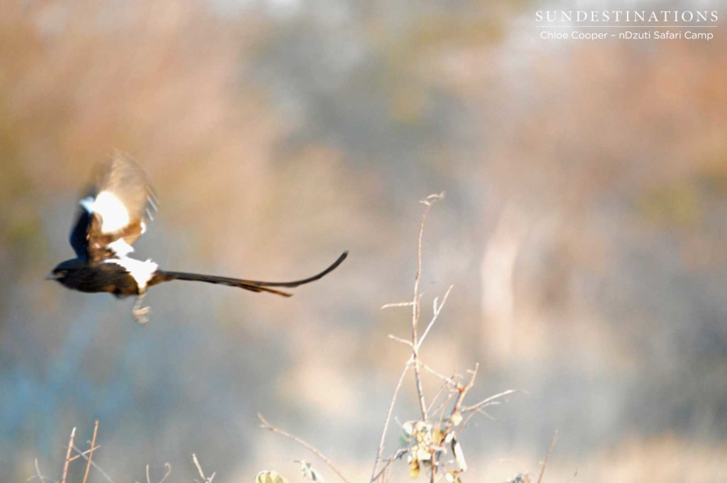 Magpie shrike takes off